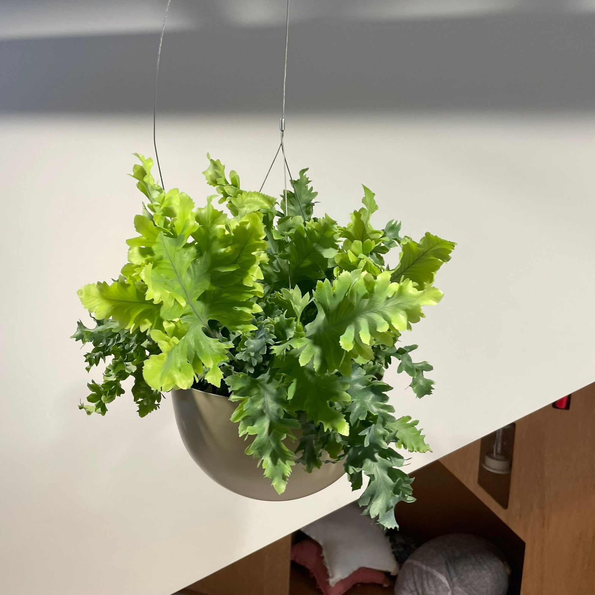 Phlebodium aureum ポリポジウム ・ダバナ　Size 5
