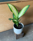 Dieffenbachia 'Camille' ディフェンバキア カミーラ Size 3
