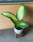 Dieffenbachia 'Camille' ディフェンバキア カミーラ Size 3