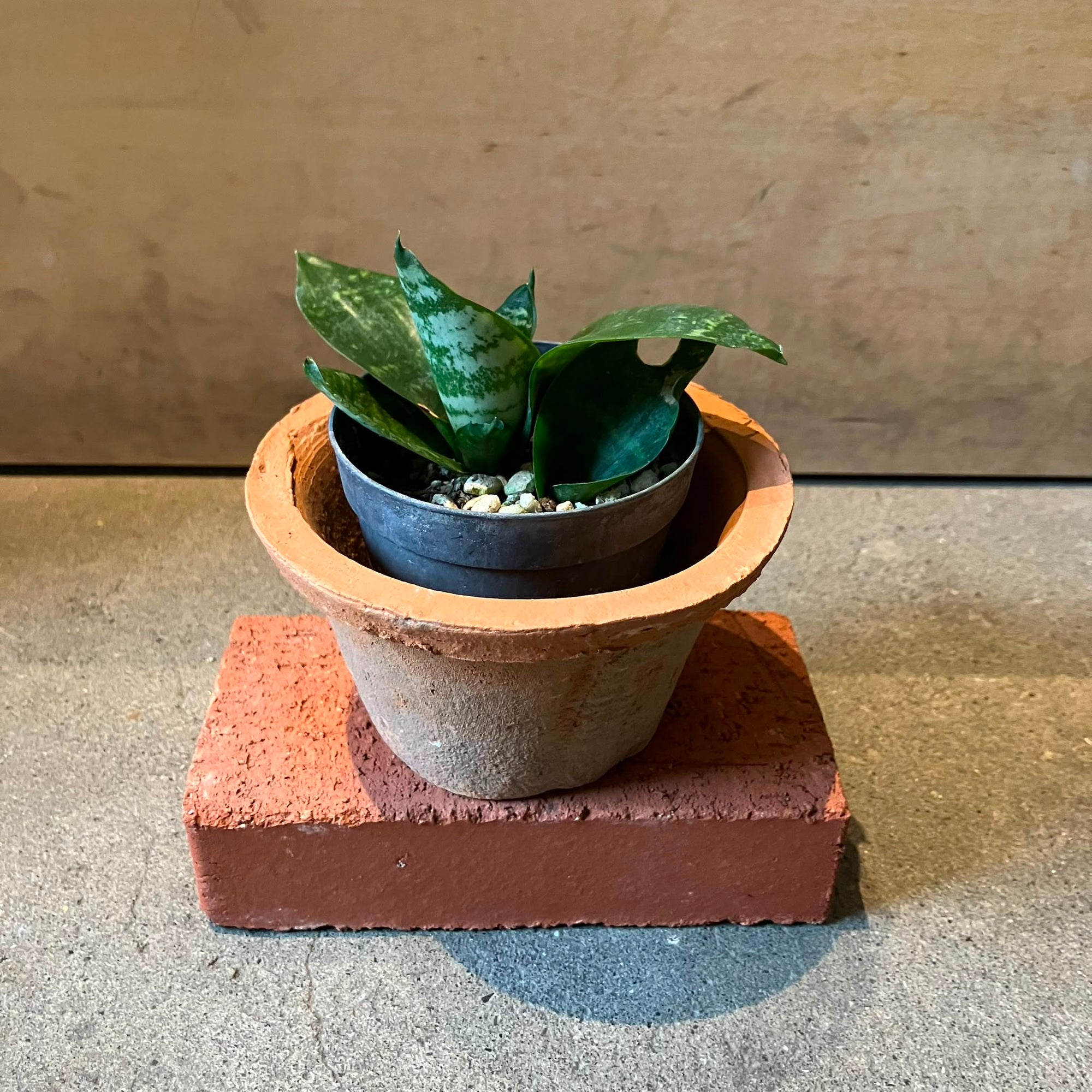 Bird's nest snake plant サンスベリア ハニー Size 2