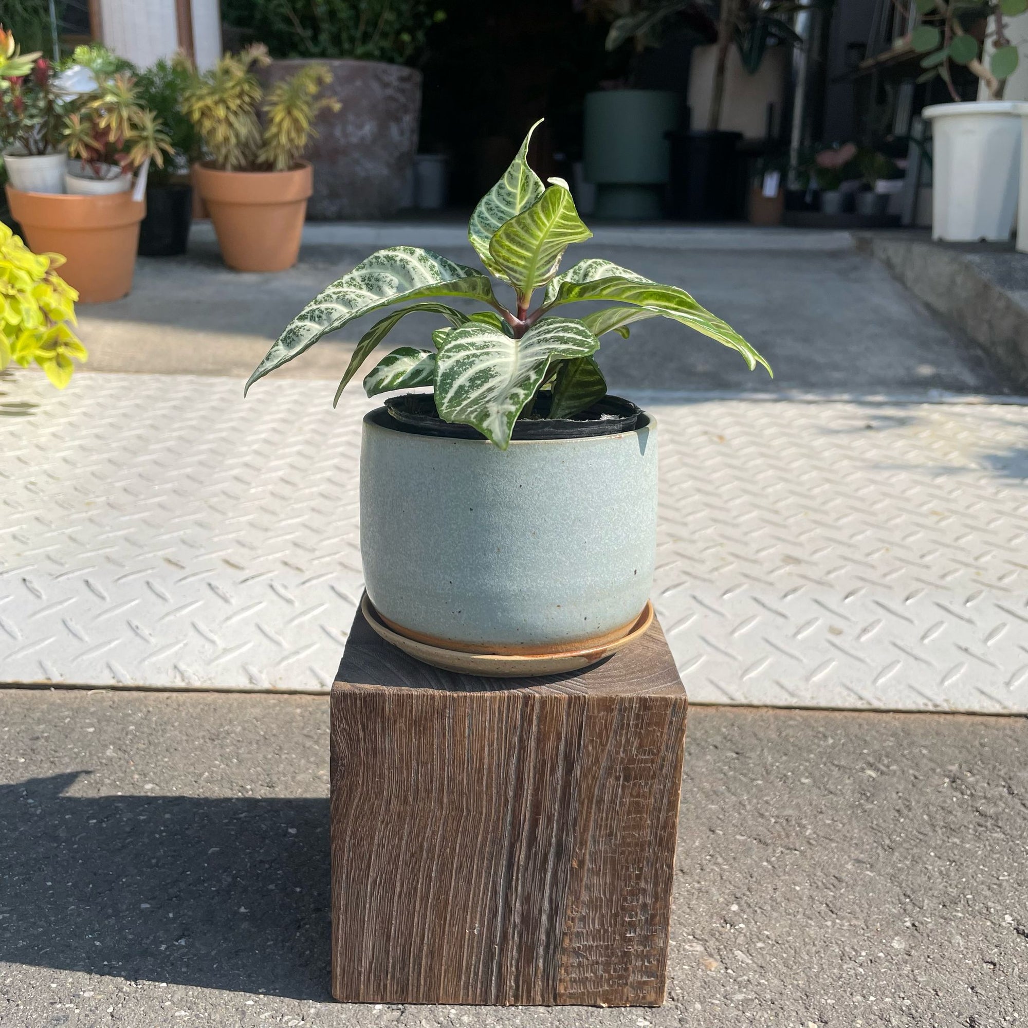 Dania ‘Silver Cloud’ ダニア シルバークラウド Size 3