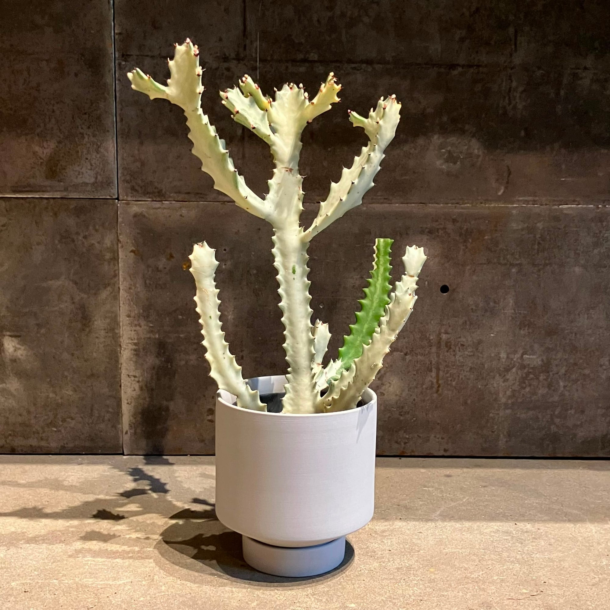 Euphorbia Lactea 'White Ghost' ユーフォルビア・ホワイトゴースト Size 4