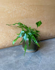 Kangaroo fern カンガルーファーン