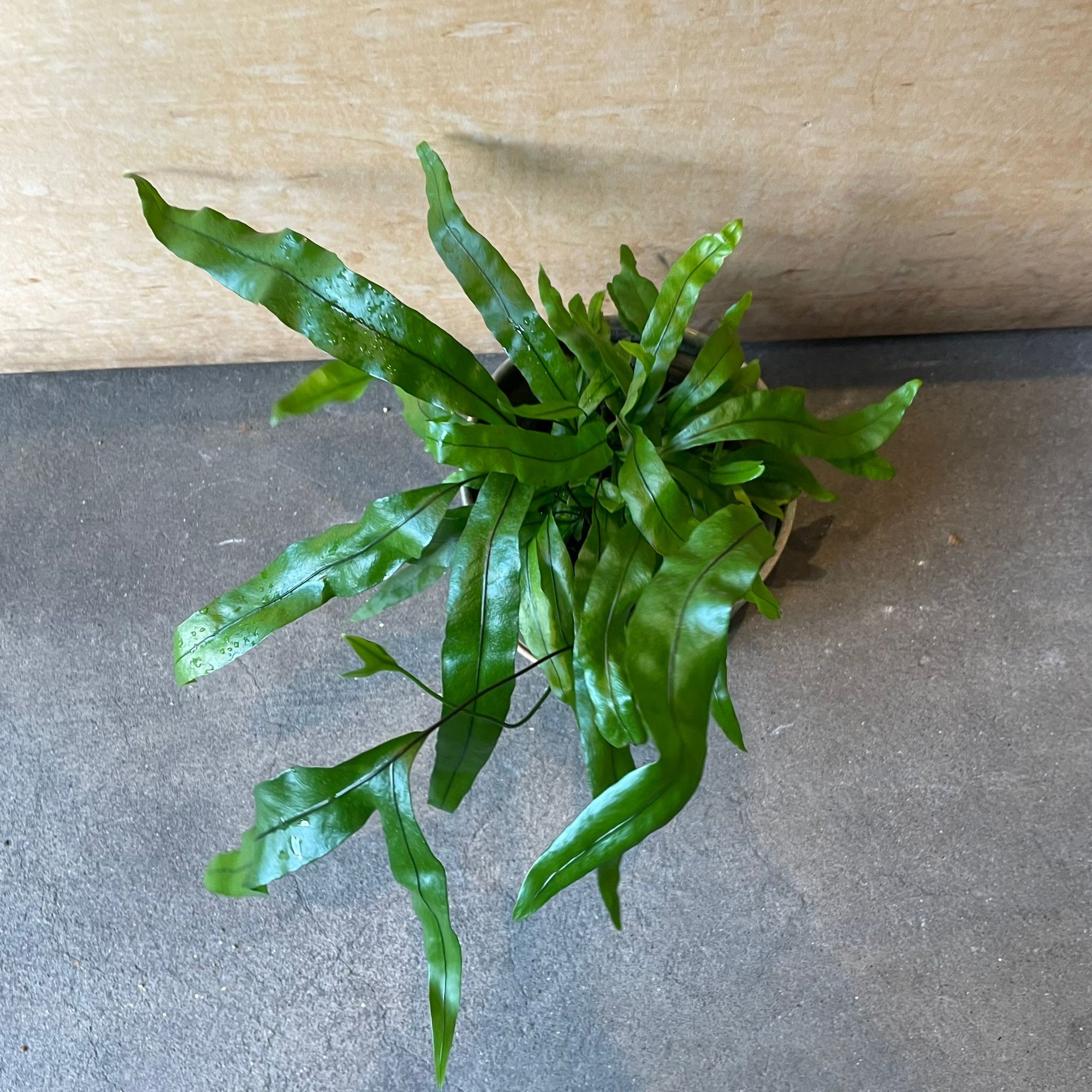 Kangaroo fern カンガルーファーン