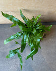 Kangaroo fern カンガルーファーン