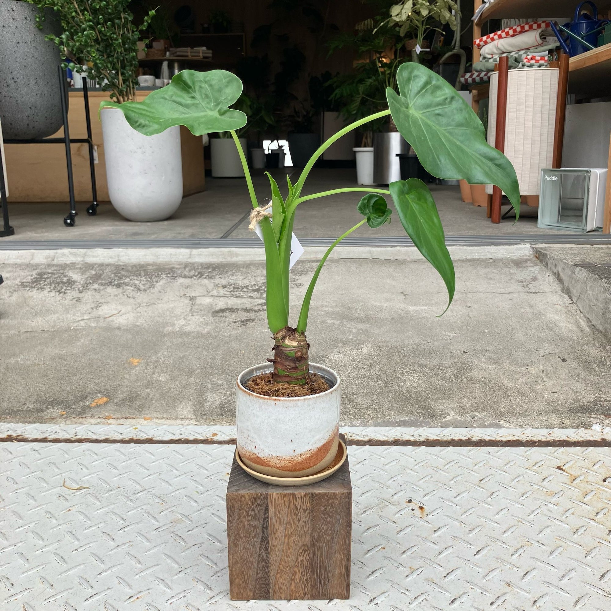 Alocasia Elephant Ear クワズイモ