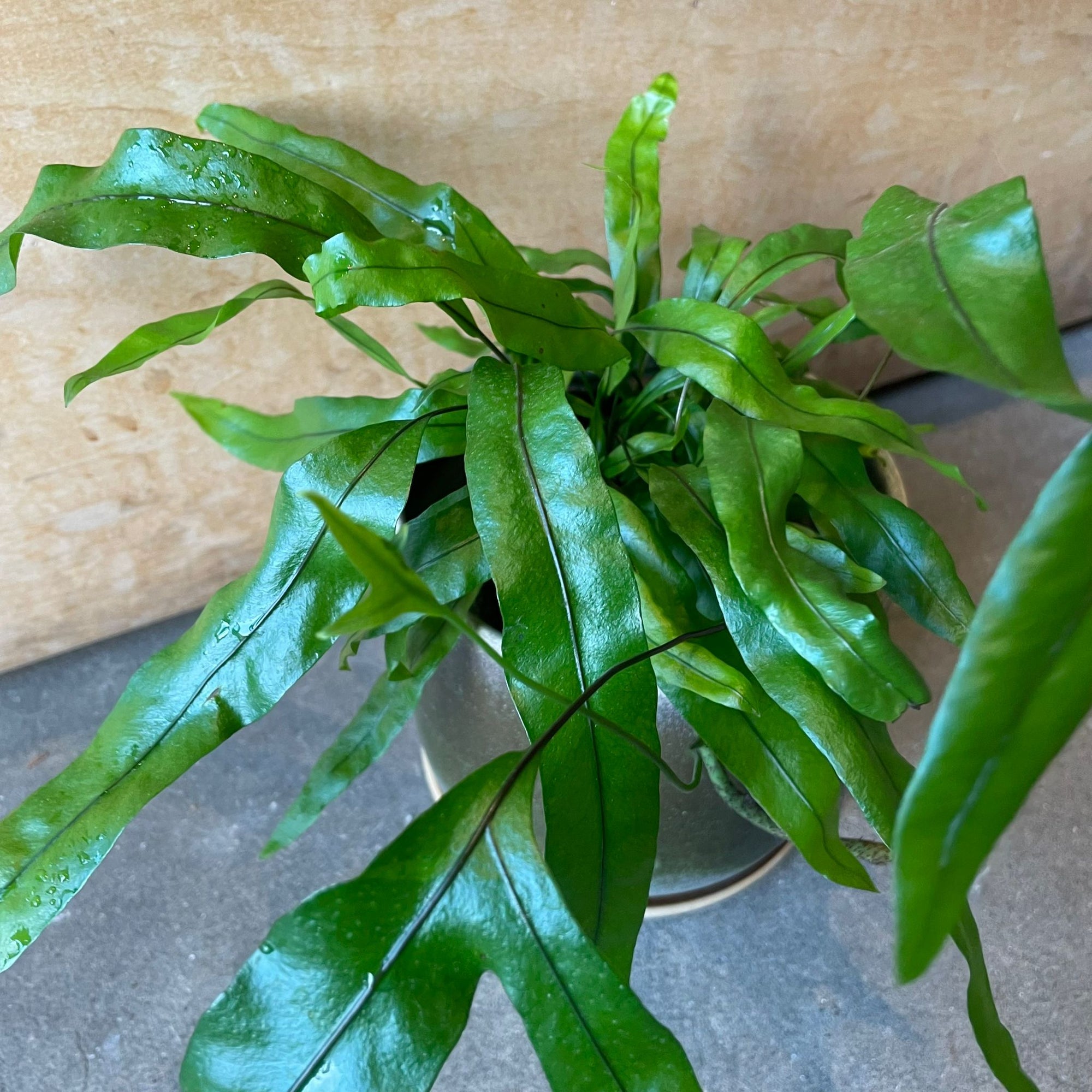 Kangaroo fern カンガルーファーン