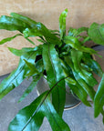 Kangaroo fern カンガルーファーン