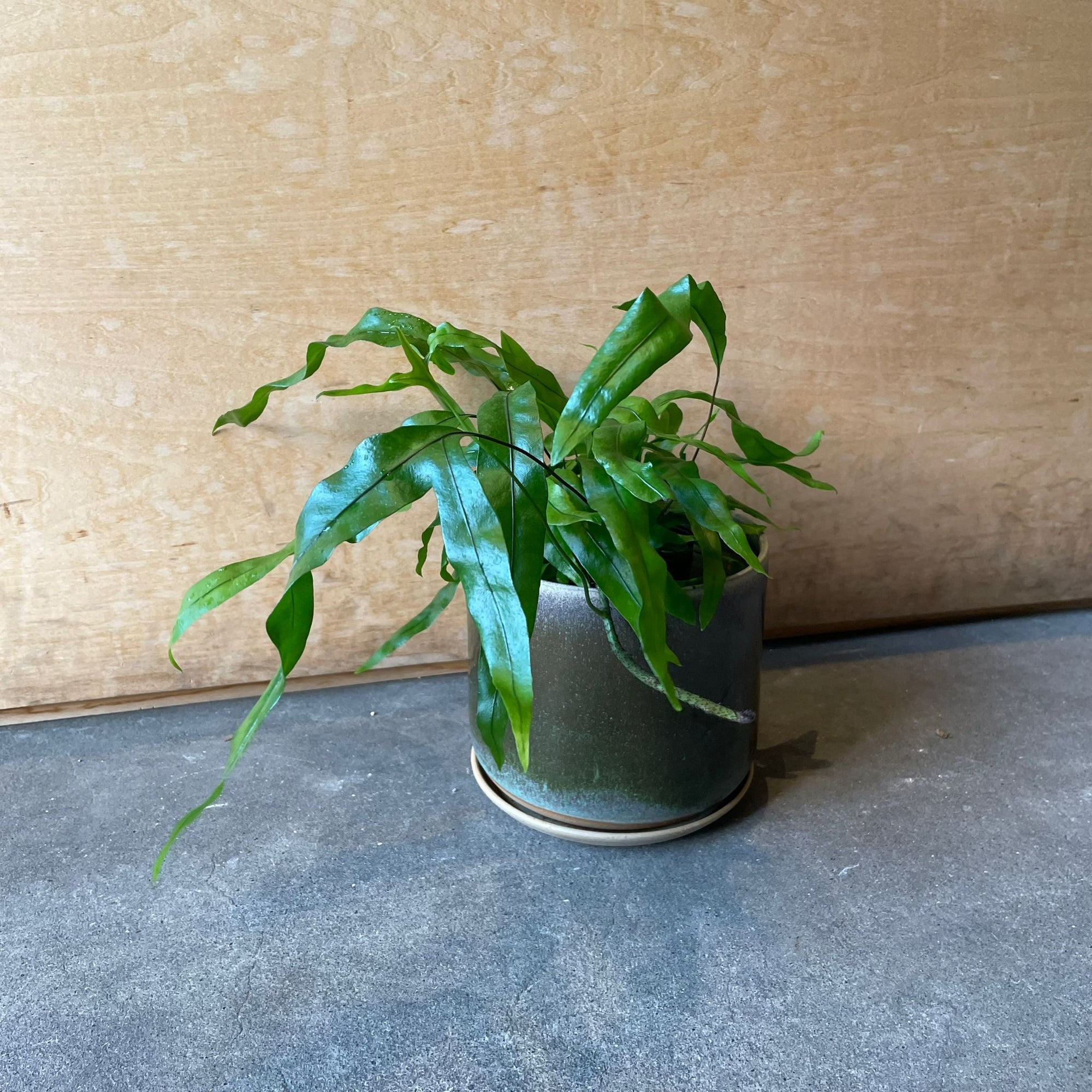 Kangaroo fern カンガルーファーン