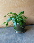 Kangaroo fern カンガルーファーン