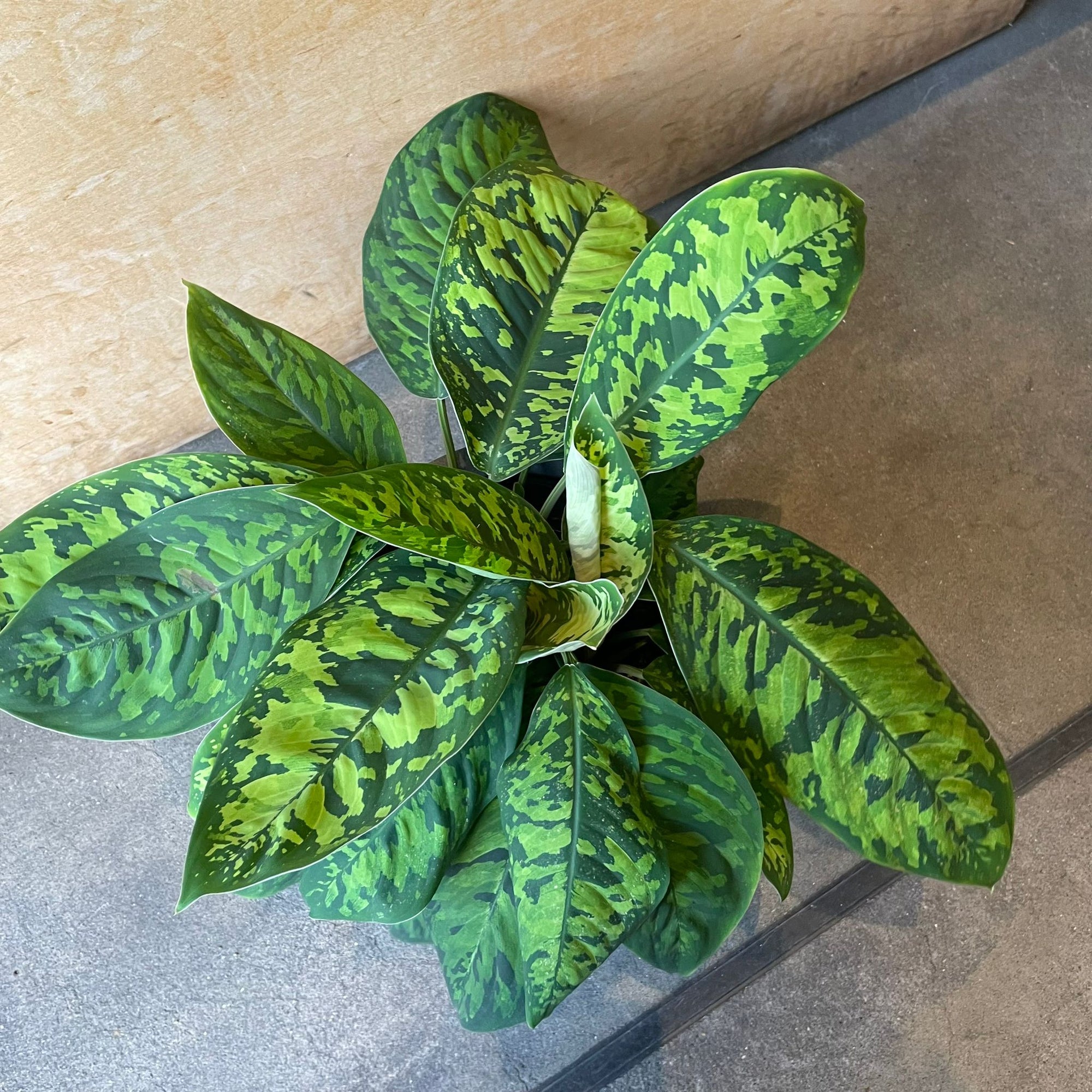 Homalomena 'Camouflage' ホマロメナ カモフラージュ