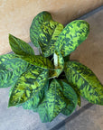 Homalomena 'Camouflage' ホマロメナ カモフラージュ