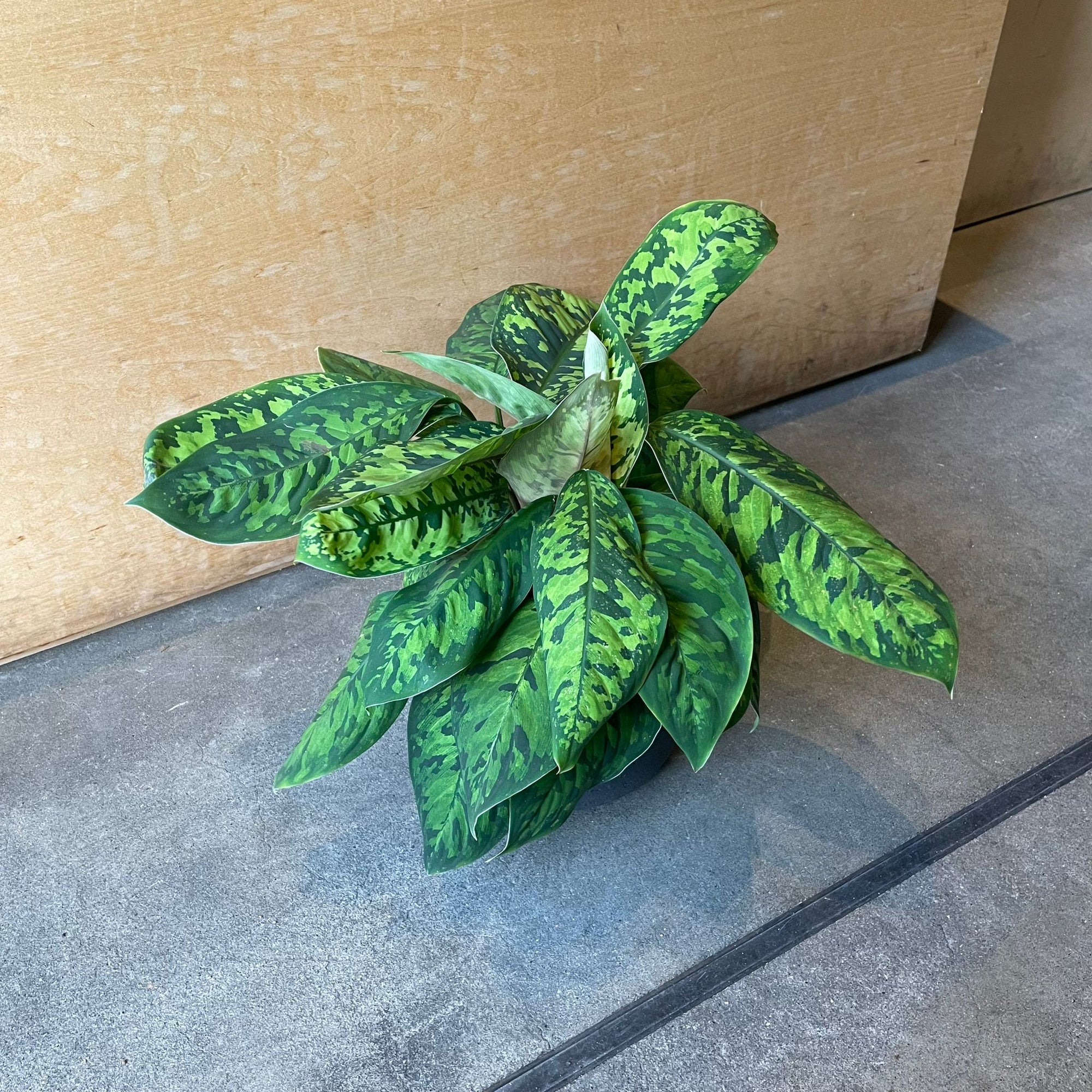 Homalomena 'Camouflage' ホマロメナ カモフラージュ