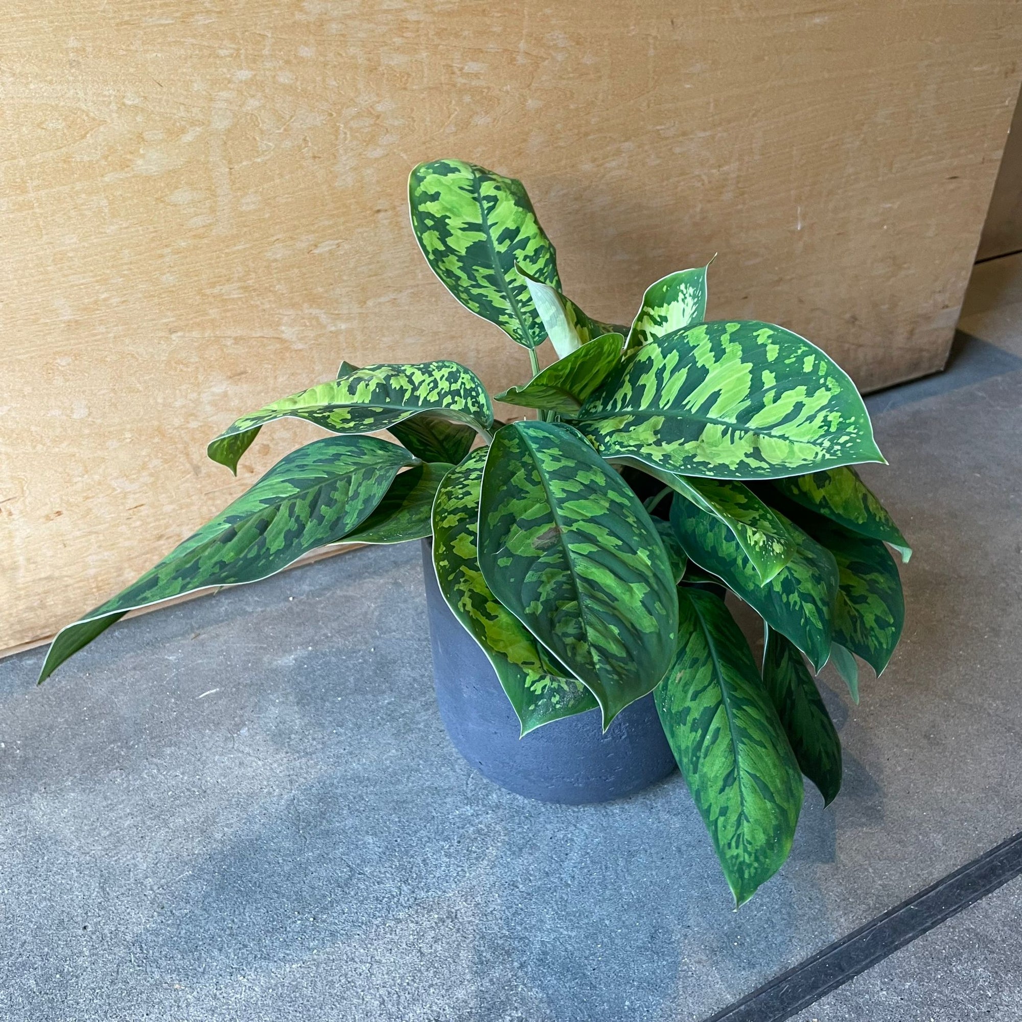 Homalomena 'Camouflage' ホマロメナ カモフラージュ