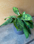 Homalomena 'Camouflage' ホマロメナ カモフラージュ
