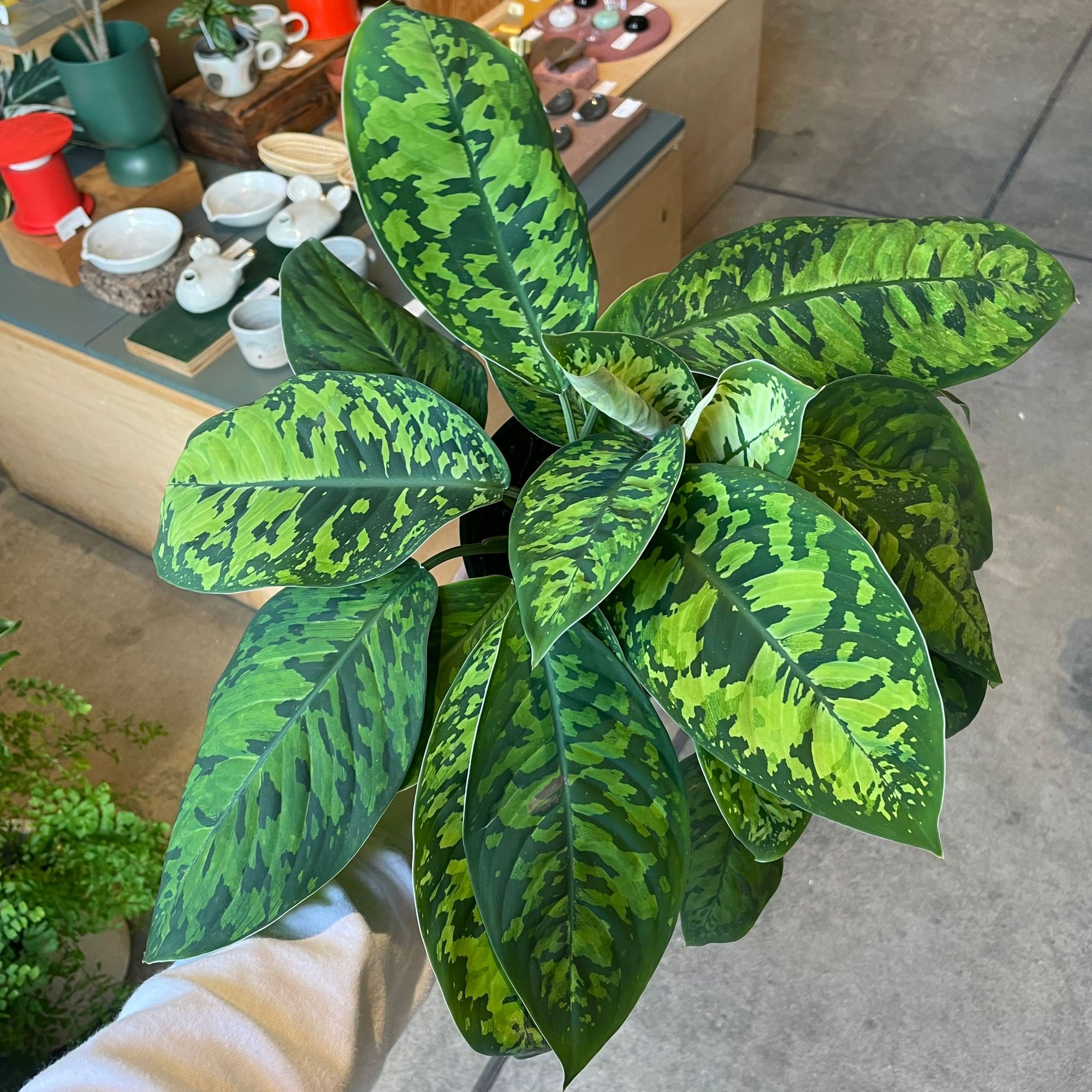 Homalomena 'Camouflage' ホマロメナ カモフラージュ