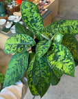 Homalomena 'Camouflage' ホマロメナ カモフラージュ