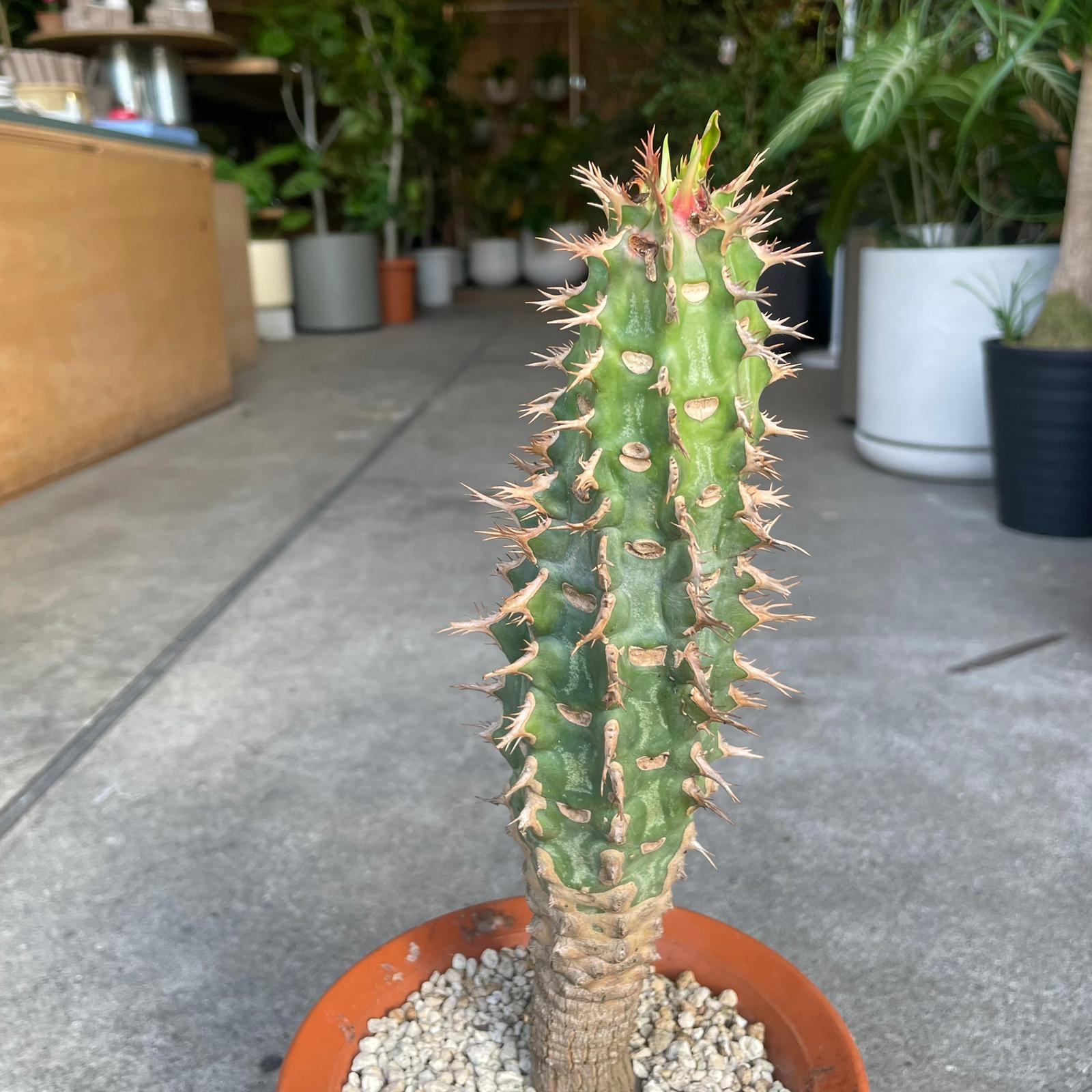 Euphorbia viguieri ユーフォルビア ビグエリー (噴火竜) Size 5
