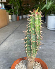 Euphorbia viguieri ユーフォルビア ビグエリー (噴火竜) Size 5