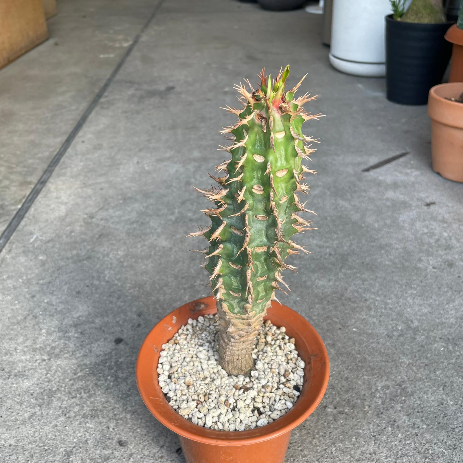 Euphorbia viguieri ユーフォルビア ビグエリー (噴火竜) Size 5