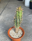 Euphorbia viguieri ユーフォルビア ビグエリー (噴火竜) Size 5