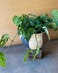 Monstera obliqua ver.expilata モンステラ オブリクア・エクスピラータ Size 5