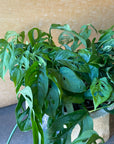 Monstera obliqua ver.expilata モンステラ オブリクア・エクスピラータ Size 5