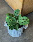 Prayer plant マランタ レウコネウラ ケルコビアナ Size 3