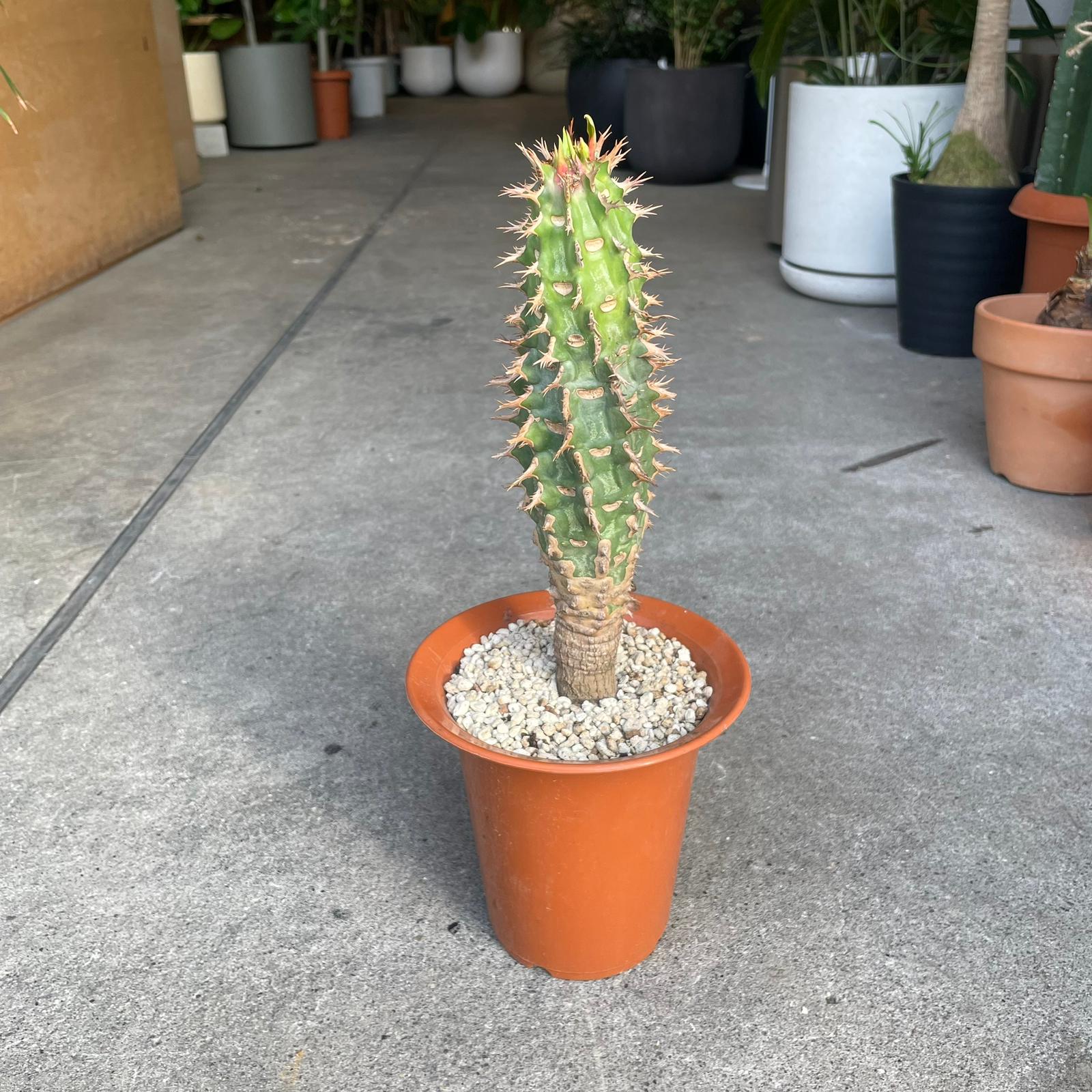 Euphorbia viguieri ユーフォルビア ビグエリー (噴火竜) Size 5