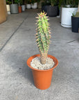 Euphorbia viguieri ユーフォルビア ビグエリー (噴火竜) Size 5