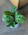 Prayer plant マランタ レウコネウラ ケルコビアナ Size 3