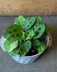 Prayer plant マランタ レウコネウラ ケルコビアナ Size 3