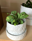Prayer plant マランタ レウコネウラ ケルコビアナ Size 3
