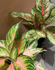 Aglaonema ‘Ten Carat’ アグラオネマ テンカラット Size 5