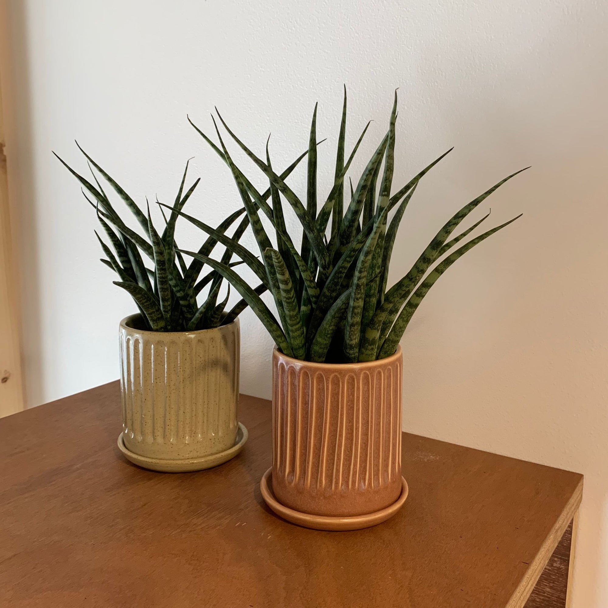 Snake Plant サンスベリア ファーンウッド
