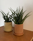 Snake Plant サンスベリア ファーンウッド