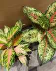 Aglaonema ‘Ten Carat’ アグラオネマ テンカラット Size 5