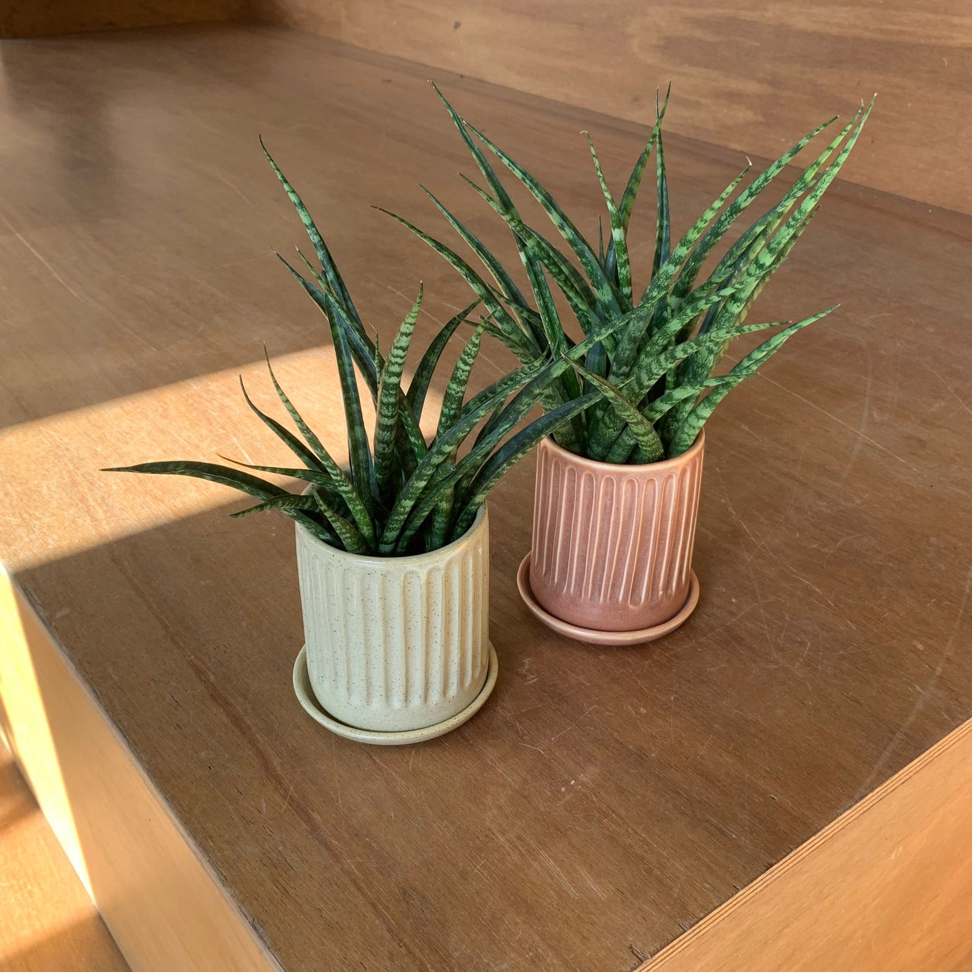 Snake Plant サンスベリア ファーンウッド