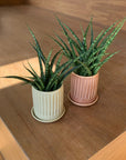Snake Plant サンスベリア ファーンウッド