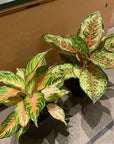 Aglaonema ‘Ten Carat’ アグラオネマ テンカラット Size 5