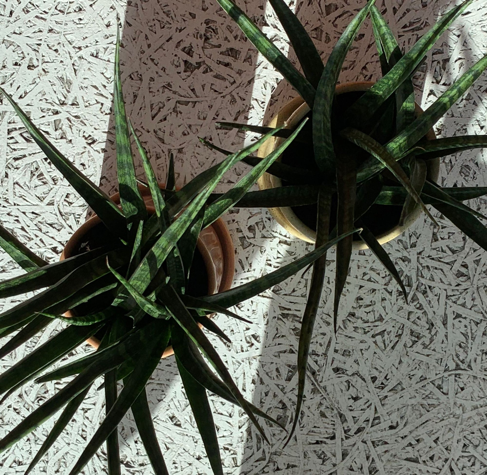 Snake Plant サンスベリア ファーンウッド