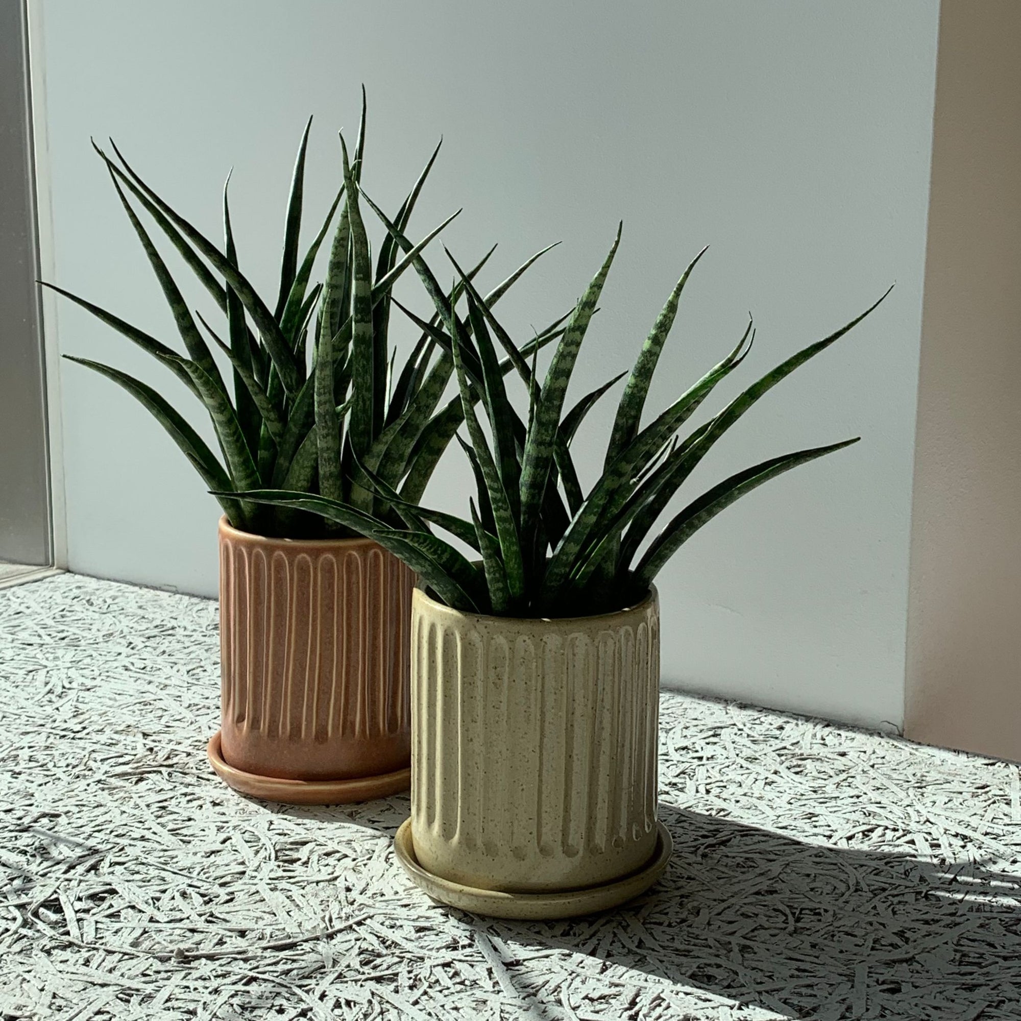 Snake Plant サンスベリア ファーンウッド