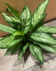 Aglaonema ‘Silver Queen’ アグラオネマ シルバークイーン Size 6