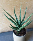 Sansevieria ‘Torch’ サンスベリア トーチ Size 2