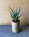 Sansevieria ‘Torch’ サンスベリア トーチ Size 2