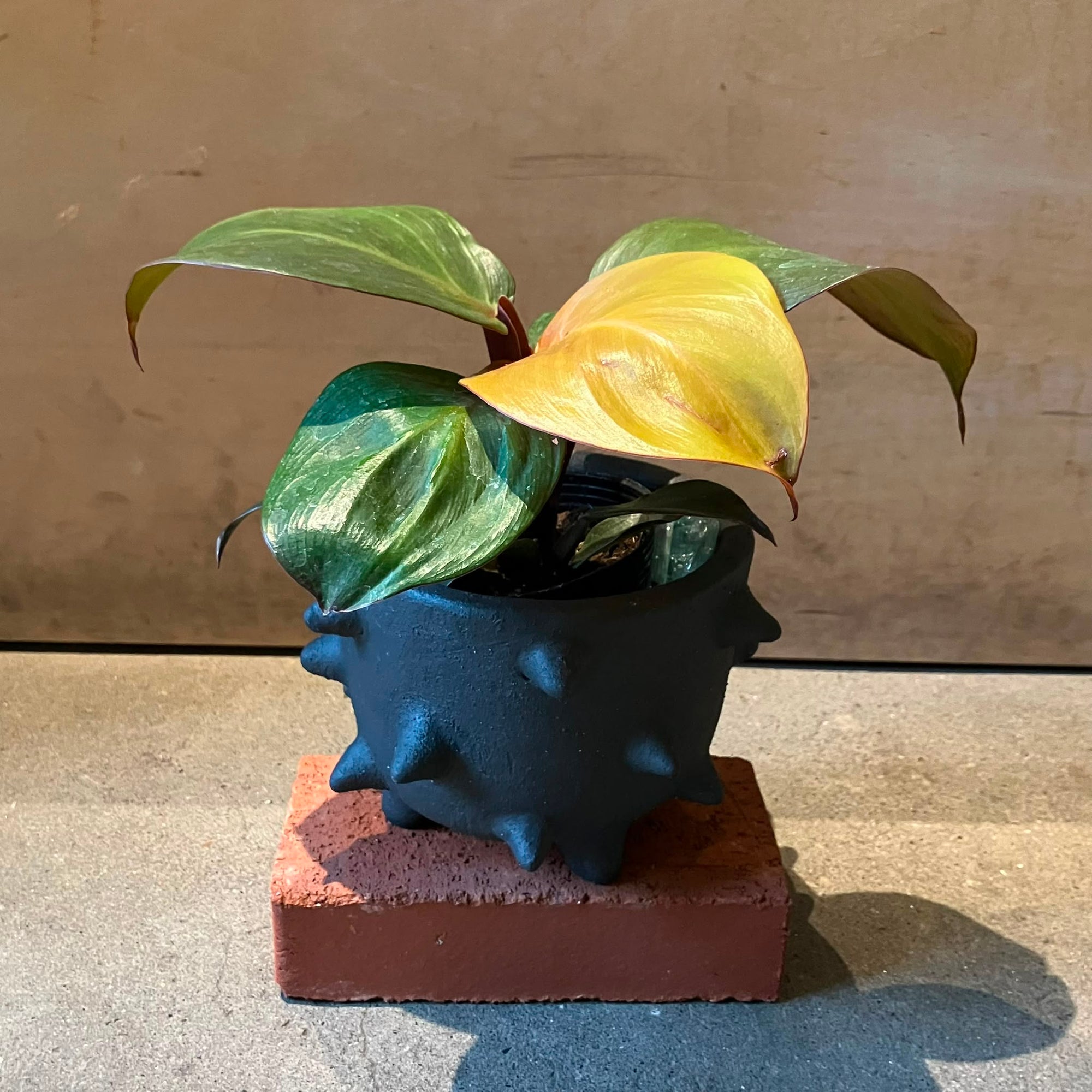 Philodendron ‘Cherry Red’ フィロデンドロン チェリーレッド