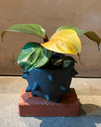 Philodendron ‘Cherry Red’ フィロデンドロン チェリーレッド