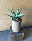 Sansevieria ‘Silver Crown’ サンスベリア シルバークラウン Size 2
