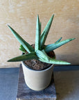 Sansevieria ‘Silver Crown’ サンスベリア シルバークラウン Size 2