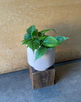 Philodendron 'Oxycardium' フィロデンドロン オキシカルジウム Size 3